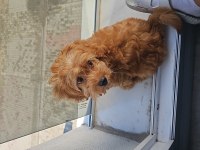4 aylık maltipoo