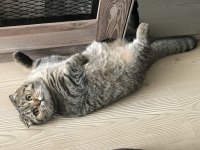 Çok akıllı uysal scottish fold kedimiz zeus