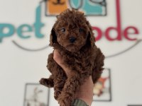 Show kalite redbrown toy poodle yavrularımız