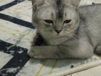 7 aylık british longhair