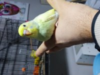 Tam ele alıştırmalık konuşturmalık muhabbet kuşlar