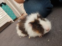 guinea pig 2 aylık