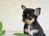 Safkan Black & Tan Apple Face Chihuahua Yavrular
