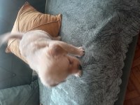 Sevimli yavru golden retriever