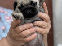 Pug Mops Bebekler
