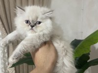 British longhair kedimiz