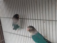 Yavru yumurta garantili cennet papağanı takım