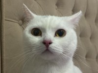 DİŞİ BRİTİSH SHORTHAİR KEDİMİZE DAMAT ADAYI ARIYORUZ