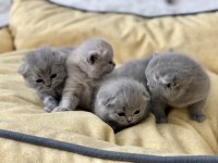 Scottish Fold Gri