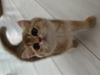 3 AYLIK GOLDEN BRITISH SHORTHAIR