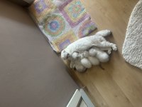 Yavru Scottish Fold Kediler
