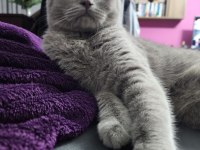British shorthair lilac renk