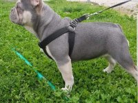 Kardeş french bulldog sahiplendirme