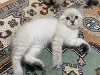 Bu british shorthair güzellik kaçmaz