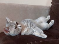 3 aylık dişi british shorthair yavrumuz
