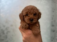 Toy poodle yavrular
