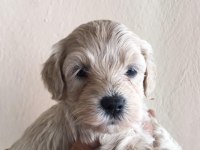 Maltipoo yavrular