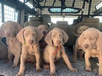 show kalite weimaraner yavrular