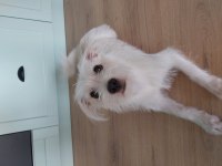 Bahçeli ortama ücretsiz terrier