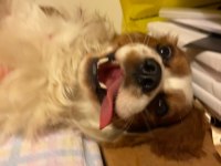 Evinizin neşesi Rom cavalier king