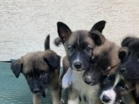 barniesse golden mountain dogx husky mix
