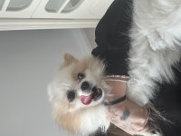 Pomeranian boo erkek 1 yaşında kısır değil