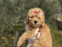 Dişi poodle güzeller güzeli kızımız