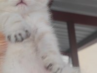 Scottish fold kedimiz