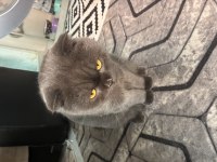 Sevimli scottish fold kedimiz yumak