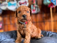 Şecereli mükemmel toy poodle yavrularımız