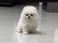 Pomerianan Boo Köpekler