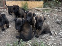 Koyu maskeli A kalite belçika kurdu yavrular