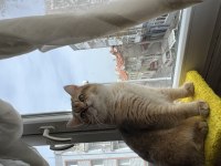 British shorthair oğlumuza eş arıyoruz