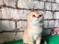 Golden Scottish fold