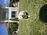 Dişi ve Erkek Husky Yavruları 1 Aylık