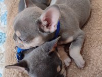 Erkek french bulldog bebek