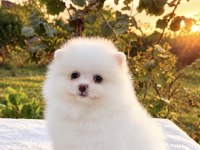 KUSURSUZ KARBEYAZ DİŞİ POMERANİAN BOO