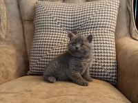 Koca Kafalı Yavru British Shorthair