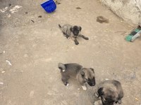 SAFKAN KANGAL YAVRULARI