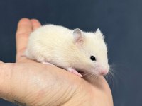 Her Renkte Gonzales Hamster
