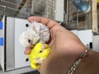 Jumbo muhabbet yavrular konuşturmalık