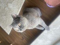 British Shorthair Yavrumuz Sahiplendirilecektir