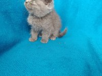 British shorthair bal gözlü yavrular