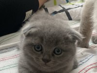 2 TANE 2 AYLIK KIRIK KULAK YAVRU KEDİMİZ