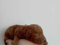 Toy poodle yavrumuz