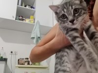 Sokağa atılan kedimiz çok korkuyor acil yuva