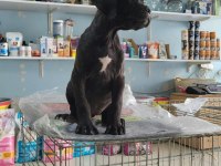 A Kalite Cane Corso Bebek Kayseri