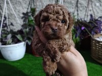 Dişi poodle yavrumuz