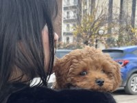 SEVİMLİ KORE TOY POODLE BEBEKLER