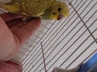 Ele kola alıştırmalık yavru Muhabbet kuşu bulunur